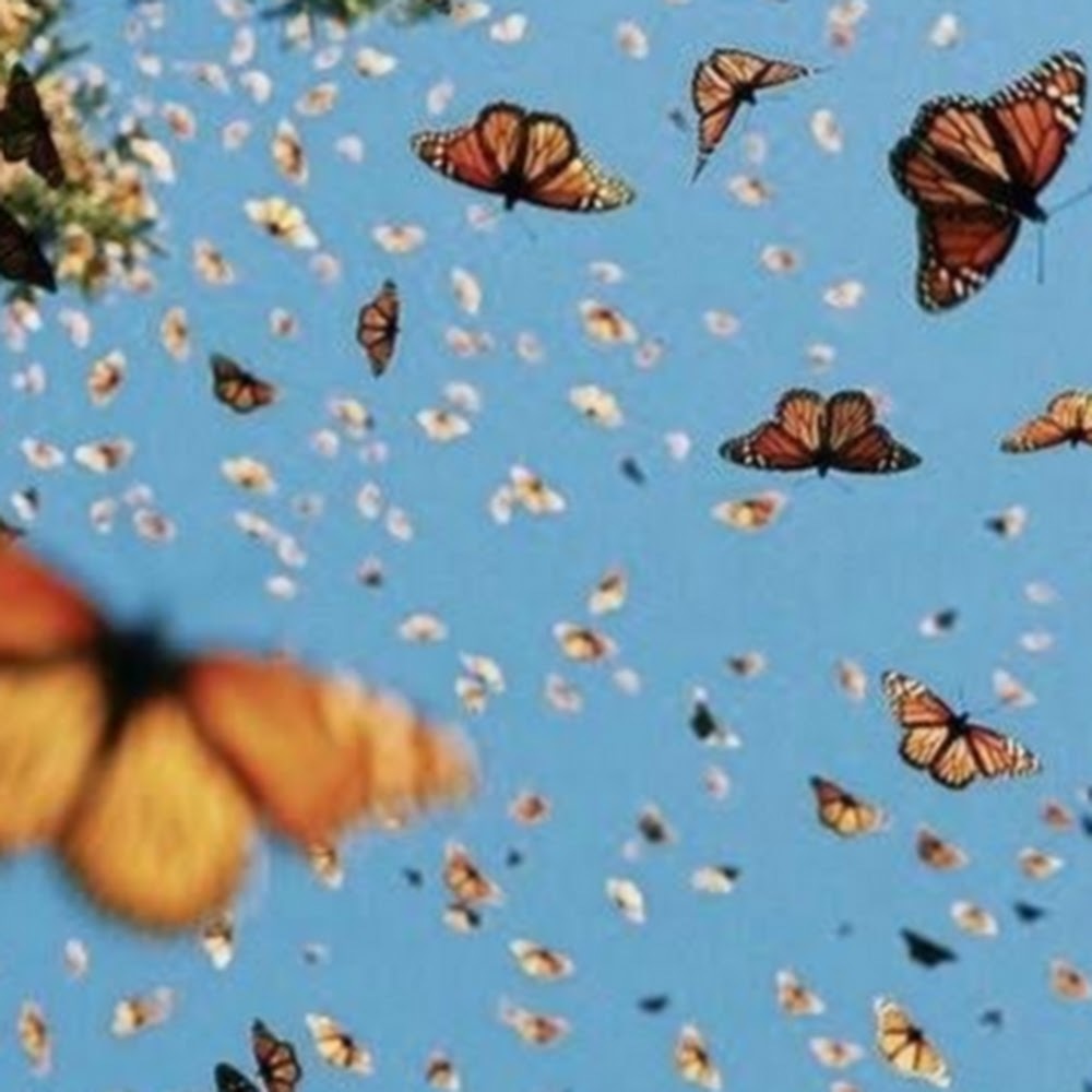 Meet your Posher, Violet